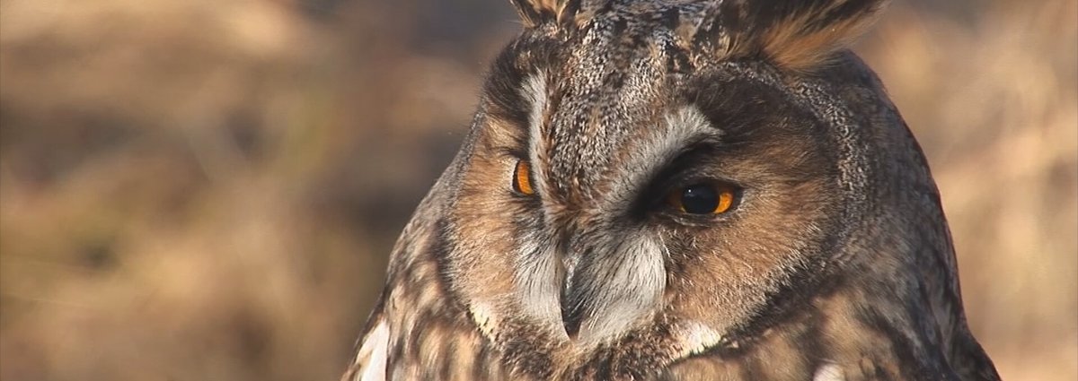 Avian Documentaries and Series Dive Deep Into Bird Worlds